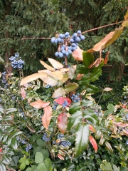 Berberis aquifolium