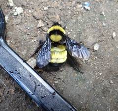 Bombus sonorus