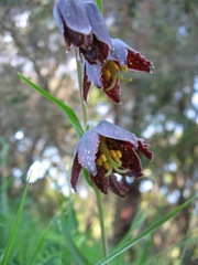 Fritillaria affinis affinis