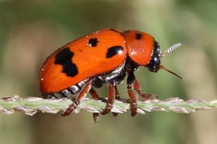 Clytra atraphaxidis