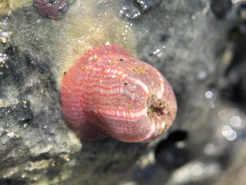 Gem Anemone