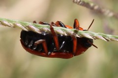 Clytra atraphaxidis