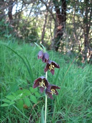 Fritillaria affinis affinis