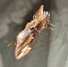 Hylaeora capucina