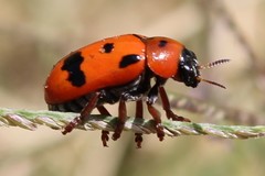 Clytra atraphaxidis
