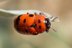 Clytra atraphaxidis