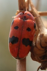 Clytra atraphaxidis