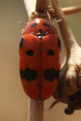 Clytra atraphaxidis