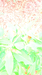 Euphorbia heterophylla
