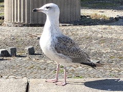 Larus argentatus