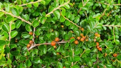 Cotoneaster hjelmqvistii