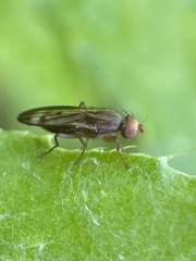 Opomyza germinationis