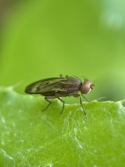 Opomyza germinationis