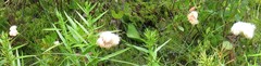 Eriophorum chamissonis