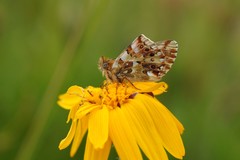 Boloria graeca