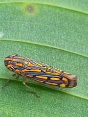 Apogonalia stalii
