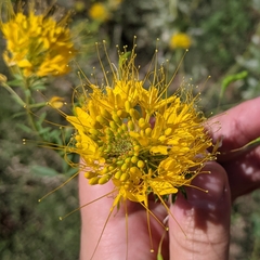 Cleomella lutea