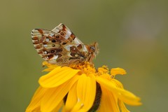 Boloria graeca