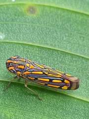 Apogonalia stalii