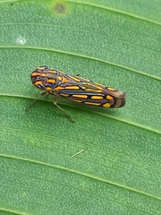 Apogonalia stalii