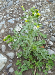 Senecio vulgaris