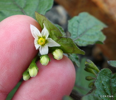Solanum nigrum