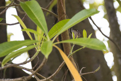 Ideopsis vulgaris macrina