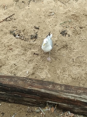 Larus argentatus