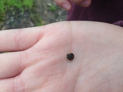 Zonitidae
