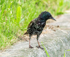 Sturnus vulgaris