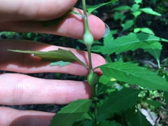 Neolasioptera lycopi