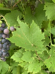 Vitis