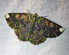 Dindicodes apicalis