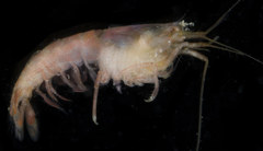 Synalpheus streptodactylus