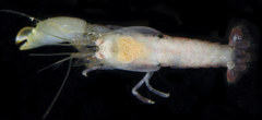 Synalpheus streptodactylus