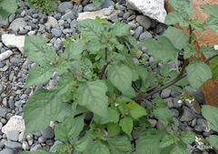 Solanum nigrum