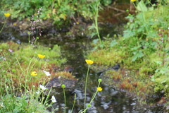 Ranunculus propinquus