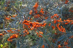 Hippophae