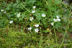 Cerastium krylovii