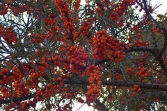 Hippophae