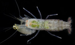Synalpheus streptodactylus