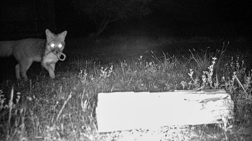 iNaturalist observation photo of Gray Fox