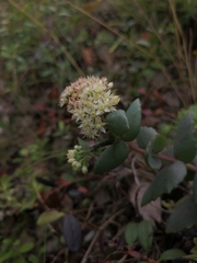 Hylotelephium maximum