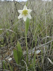 Fritillaria liliacea
