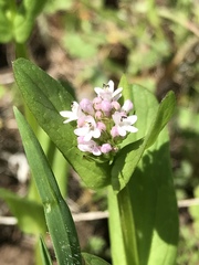 Plectritis macrocera