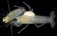 Synalpheus streptodactylus
