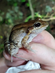 Leptodactylus albilabris