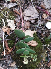 Hylotelephium maximum