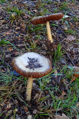Agaricomycetes