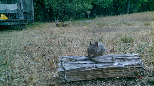 iNaturalist observation photo of Douglas's Ground Squirrel